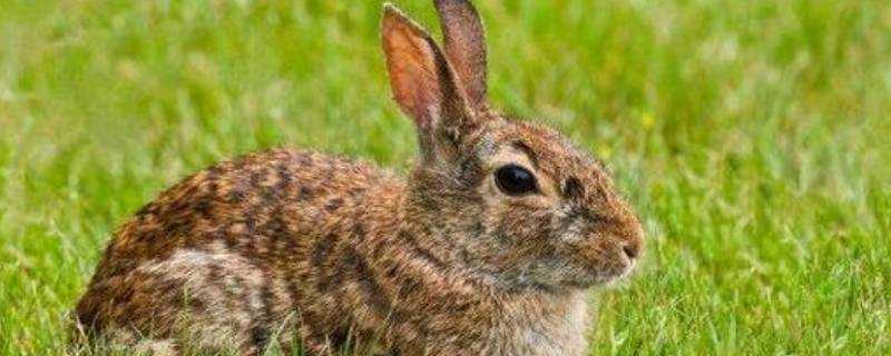 野兔屬於保護動物嗎