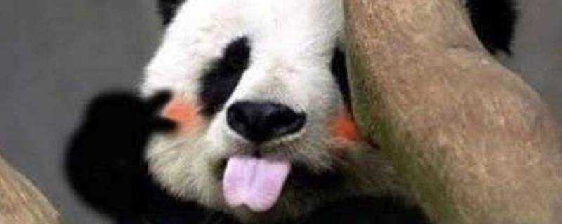 熊貓的別名為什麼叫食鐵獸