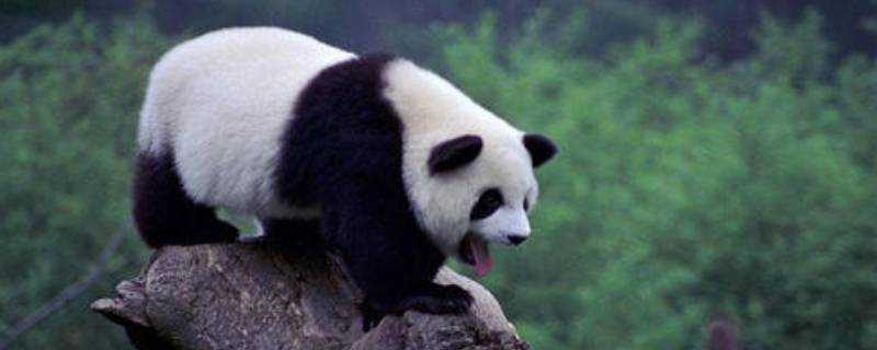熊貓冬眠嗎