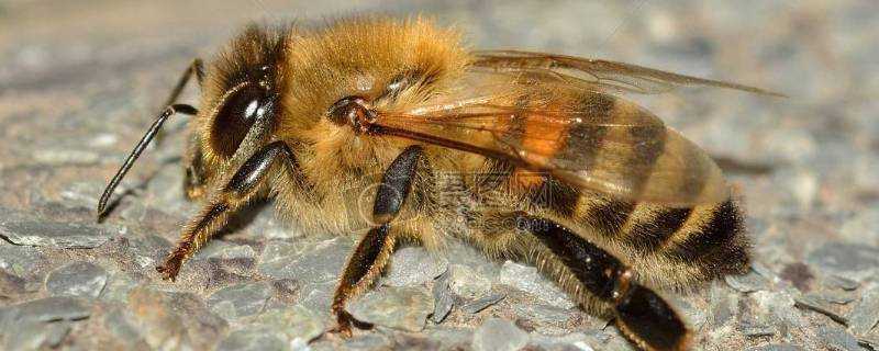 冬天蜜蜂如何過冬
