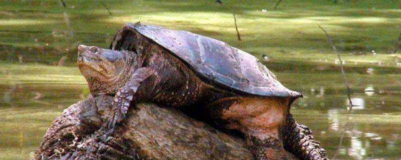 北美鱷龜和雜佛哪個長得更大
