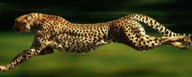 獵豹每小時跑多少千米