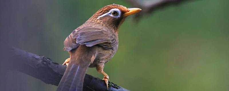 畫眉鳥是國家幾級保護動物