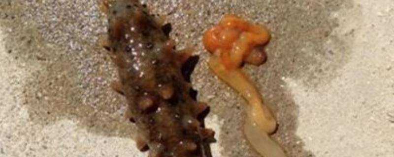 海參吐腸子是什麼原因