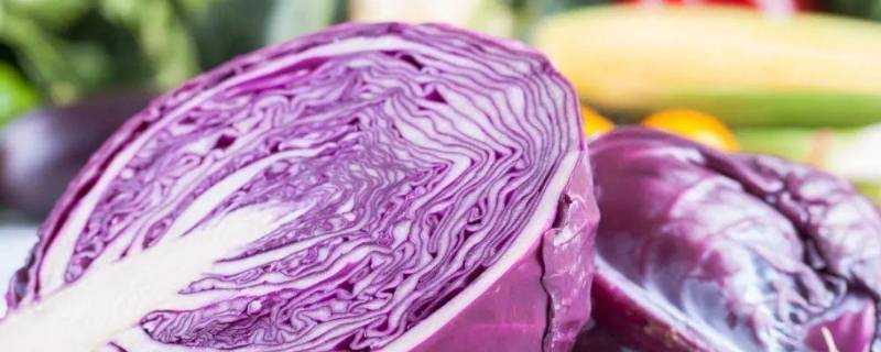 紫色葉子的菜叫什麼名字