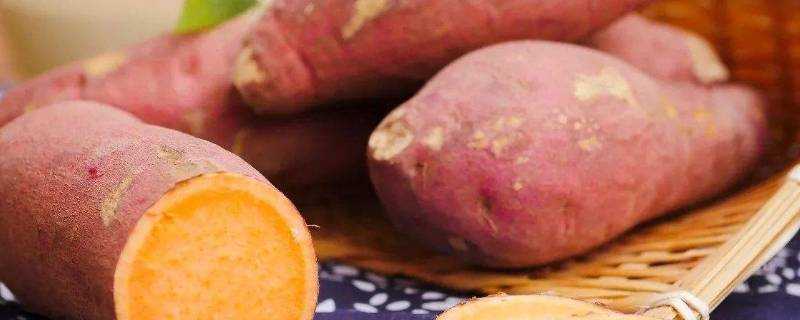 紅薯和地瓜是一樣東西嗎