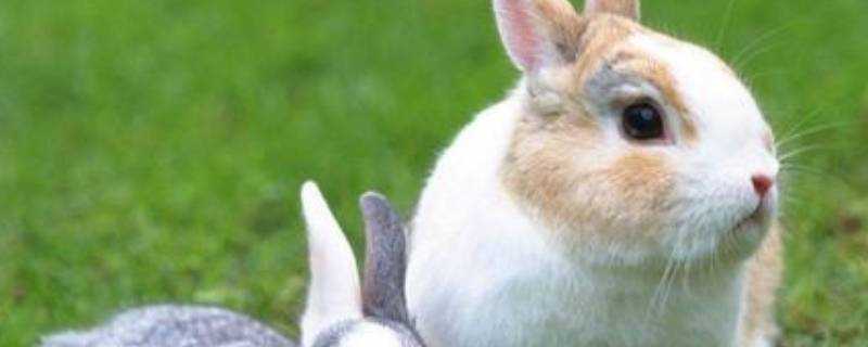 獺兔是什麼兔子