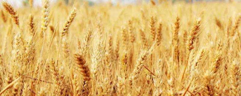 小麥成熟的季節是幾月