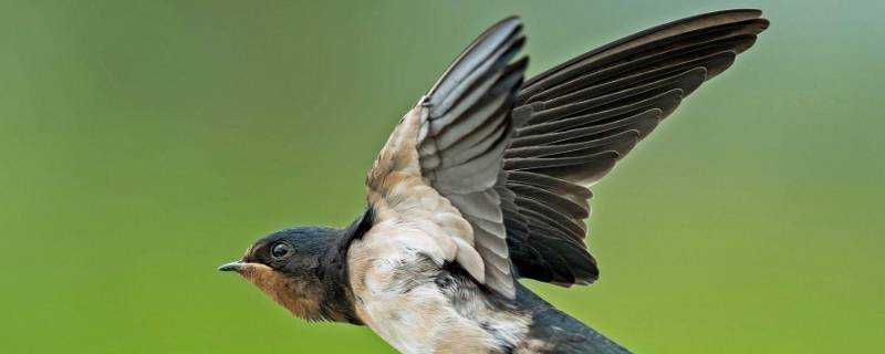 燕子的尾巴有什麼作用和特點