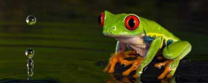 青蛙的本領是什麼