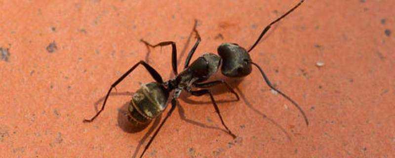 螞蟻怕什麼氣味和東西