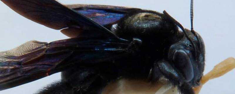 廣東黑色的蜂叫什麼