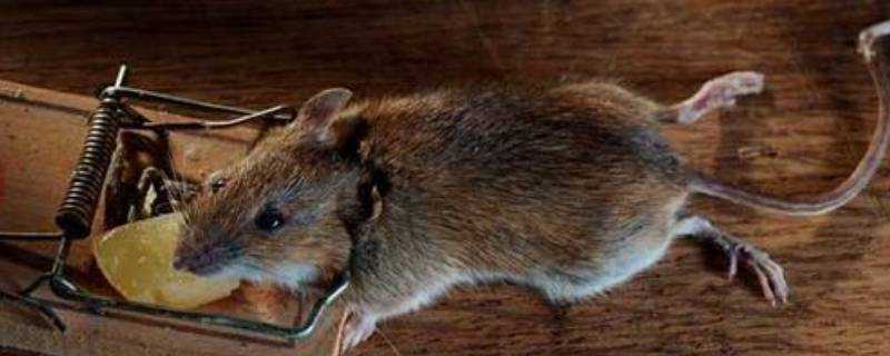 老鼠的尾巴是長還是短