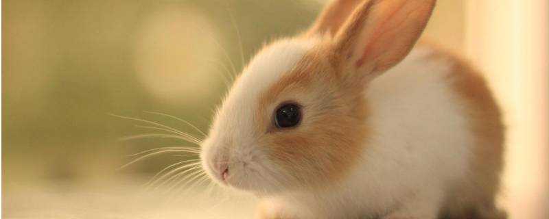 兔子和老鼠是一類動物嗎