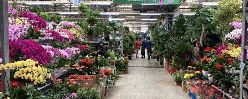 北京花卉市場批發市場在哪裡