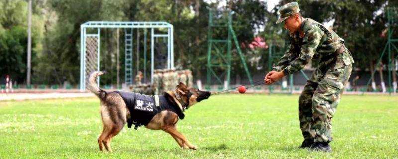 軍犬和警犬的區別