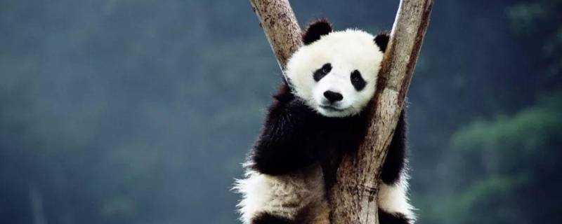 熊貓冬眠嗎為什麼