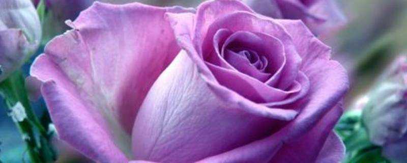 紫玫瑰代表什麼意思