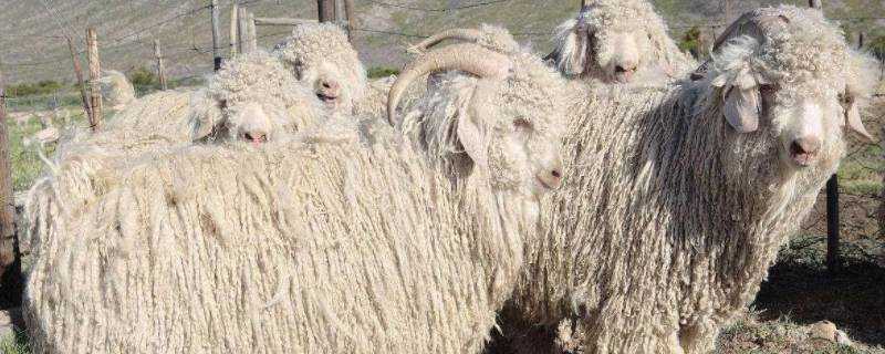 安哥拉羊絨是什麼材質