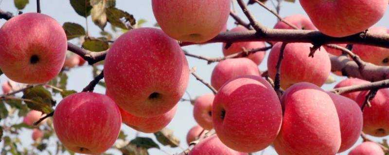 洛川蘋果產地在哪裡