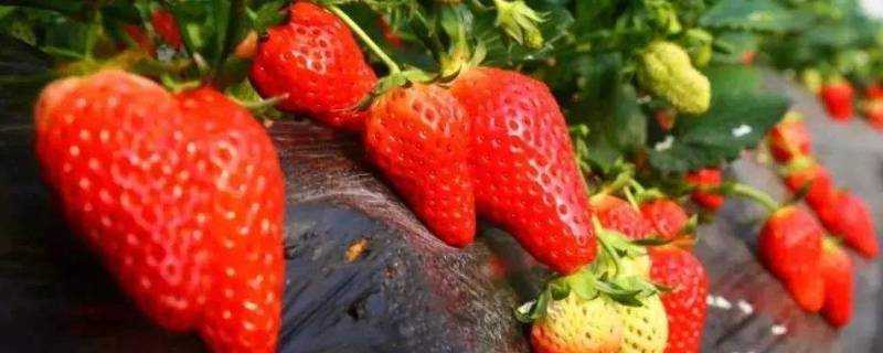 12月草莓是應季水果嗎