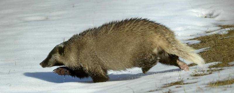 小獾子是什麼動物