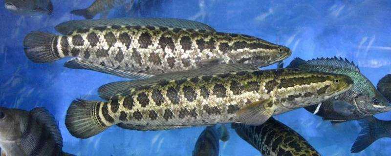 渤海灣的黑魚是不是石斑魚