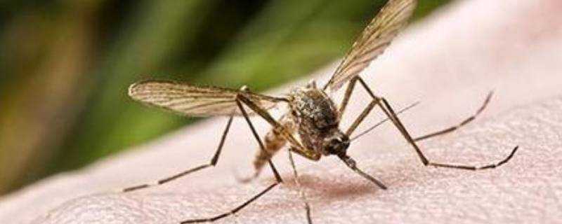 冬天家裡有蚊子是怎麼回事