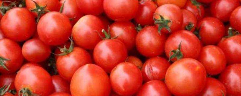 西紅柿的皮有營養嗎