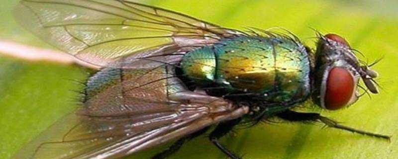 蚊香液可以驅蒼蠅嗎