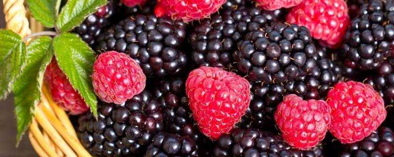 raspberry是什麼水果