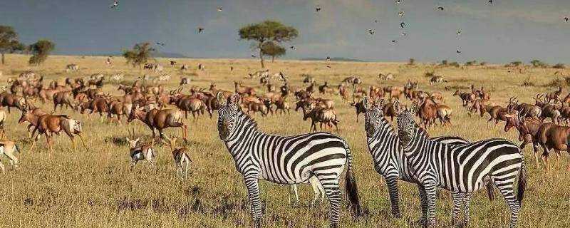 非洲大草原有哪些動物