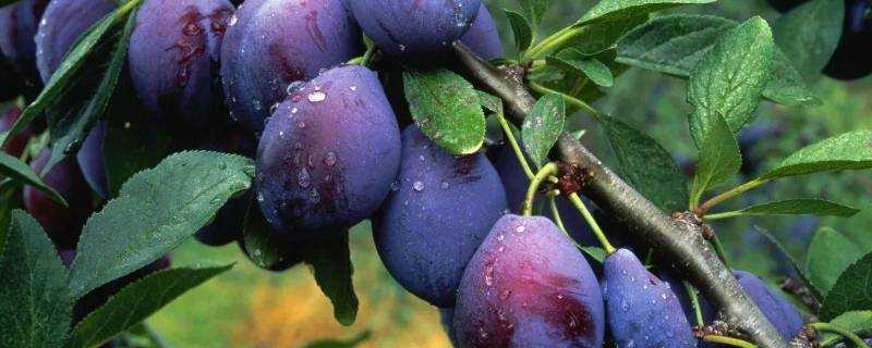 prune是什麼水果