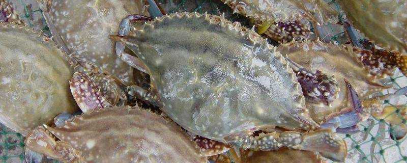 梭子蟹燒熟能放多久