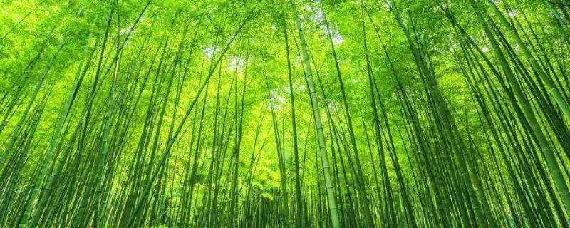 竹的文化寓意