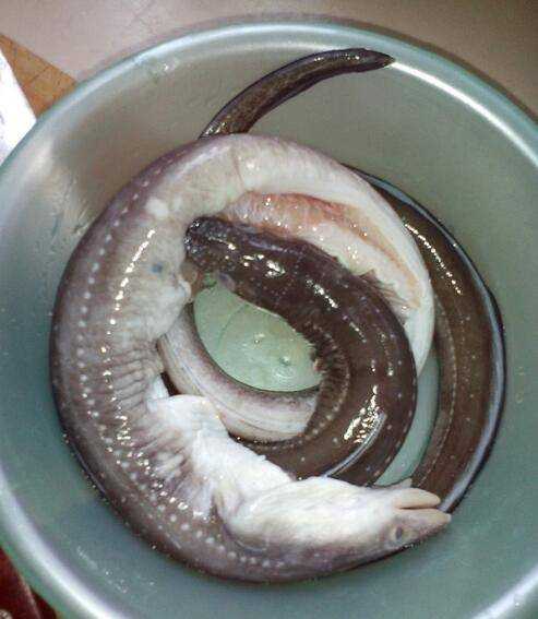紅燒鰻魚