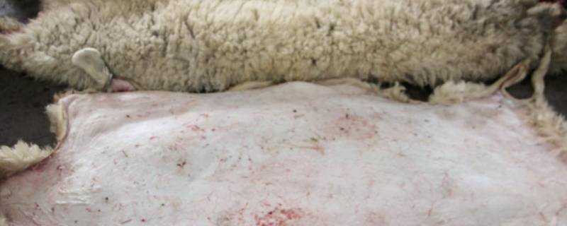 生羊皮怎麼加工成熟皮