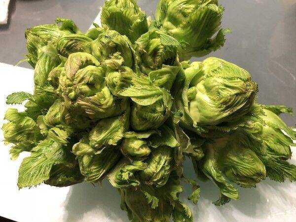 兒菜怎麼醃製好吃