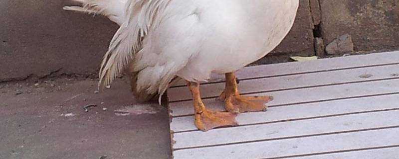 鴨子的腳像什麼形狀