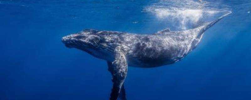 鯨魚多長時間換一次氣