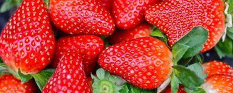 草莓不放冰箱一晚上會壞嗎