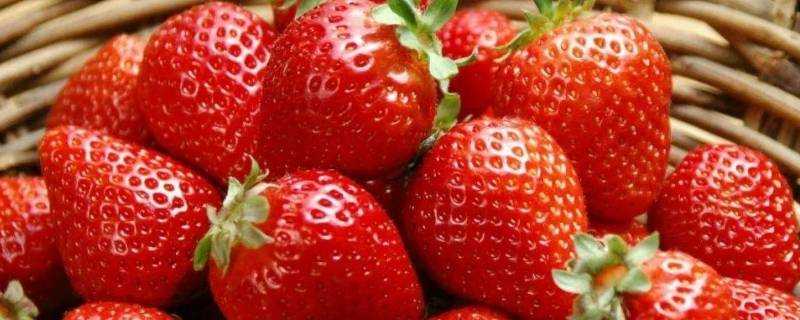 草莓冬天能放幾天