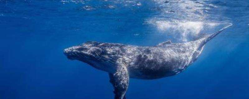 鯨魚換氣一次能在水裡多久