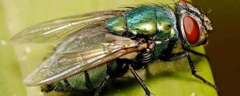 蒼蠅是什麼變態的昆蟲