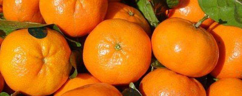 橘子有哪些種類