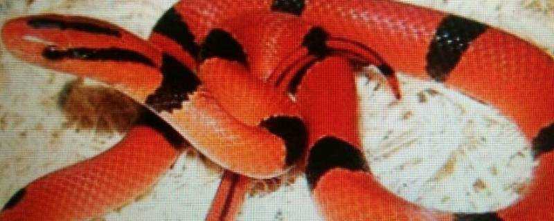 紅色的蛇是什麼蛇