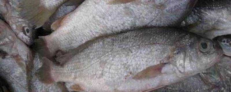 冷凍姑魚是什麼魚
