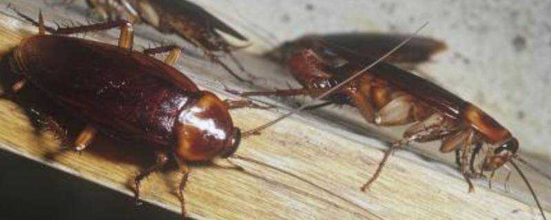 蟑螂是益蟲還是害蟲