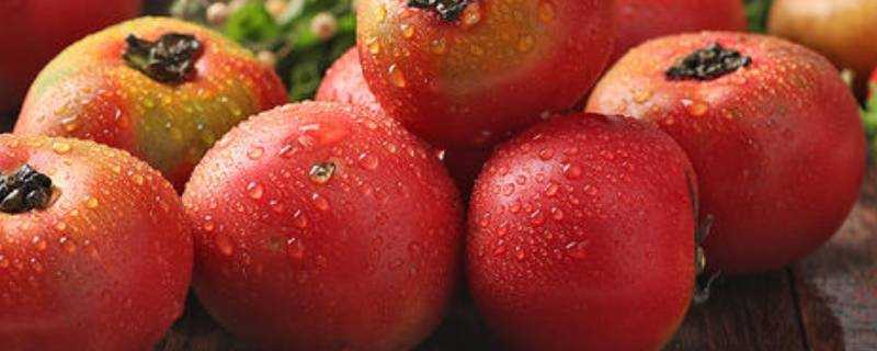 鐵皮柿子和普通西紅柿有什麼區別