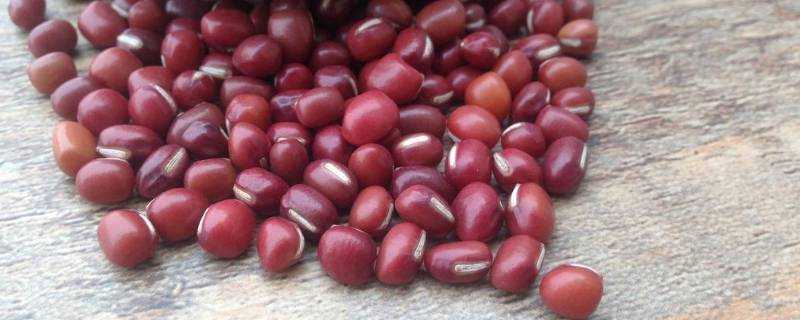 紅豆相思生南國的紅豆是什麼